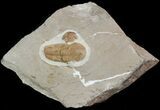 Bargain, Hamatolenus Trilobite (Molt) - Tinjdad, Morocco #47349-1
